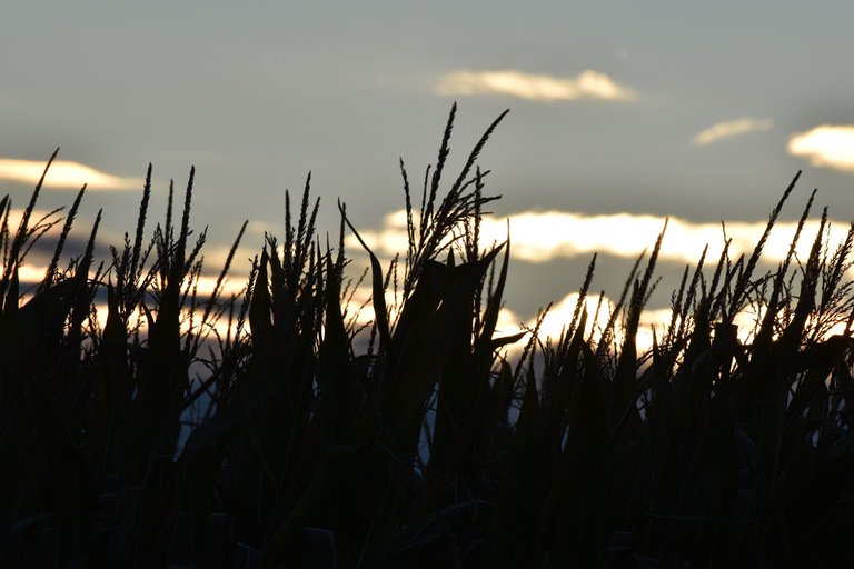 Autumn sunset cornfield 12.jpg