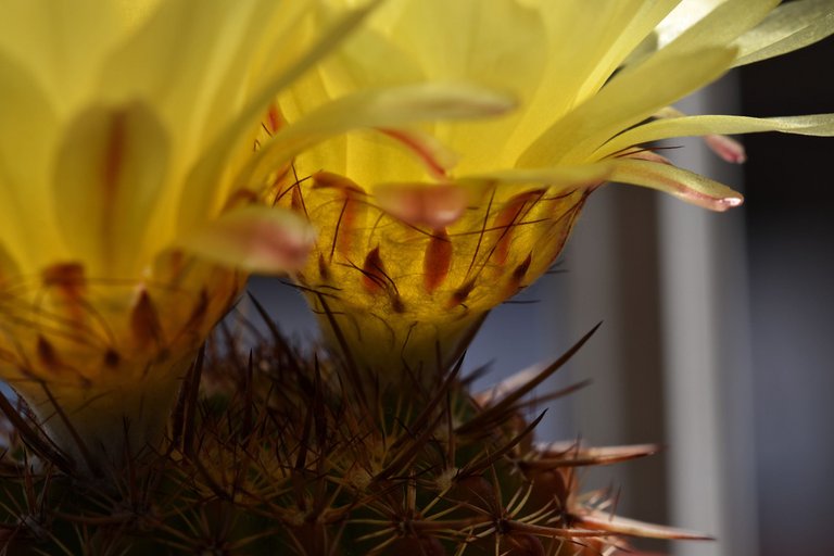 Notocactus mueller-melchersii flower 2021 5.jpg