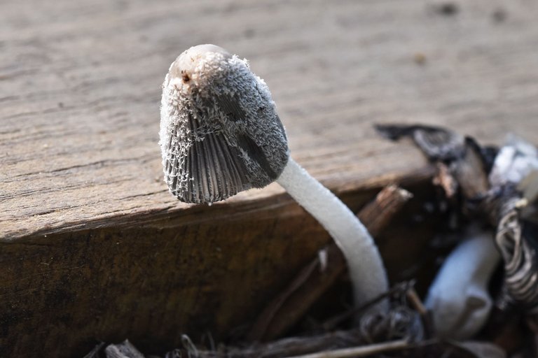 ink cap stairs park 3.jpg