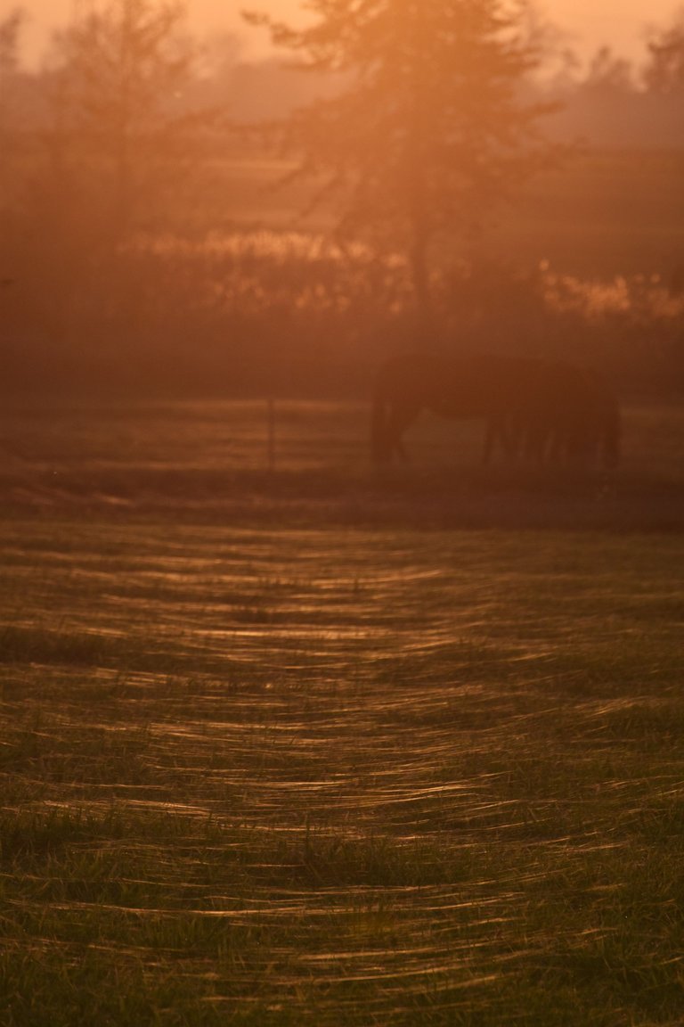 horses webs pl 5.jpg