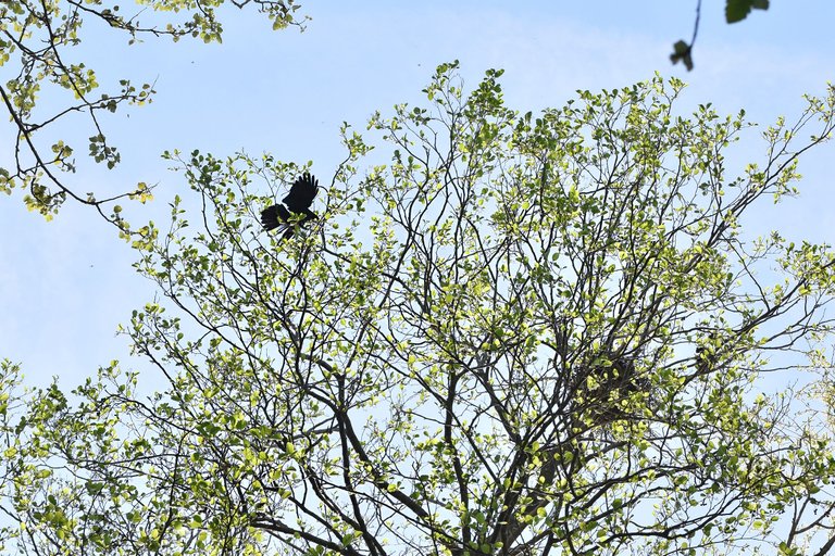 crow nests park 4.jpg
