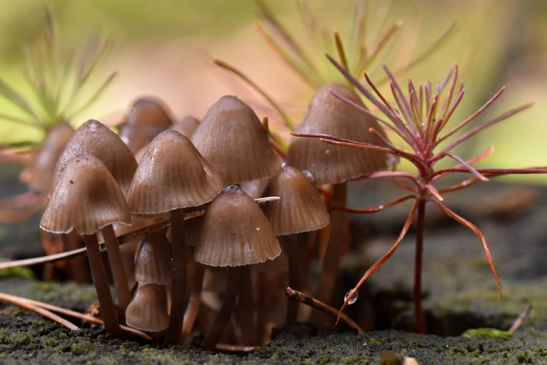 tiny mushrooms on tree stump 9.jpg