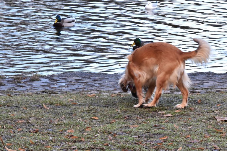 dog park 2.jpg