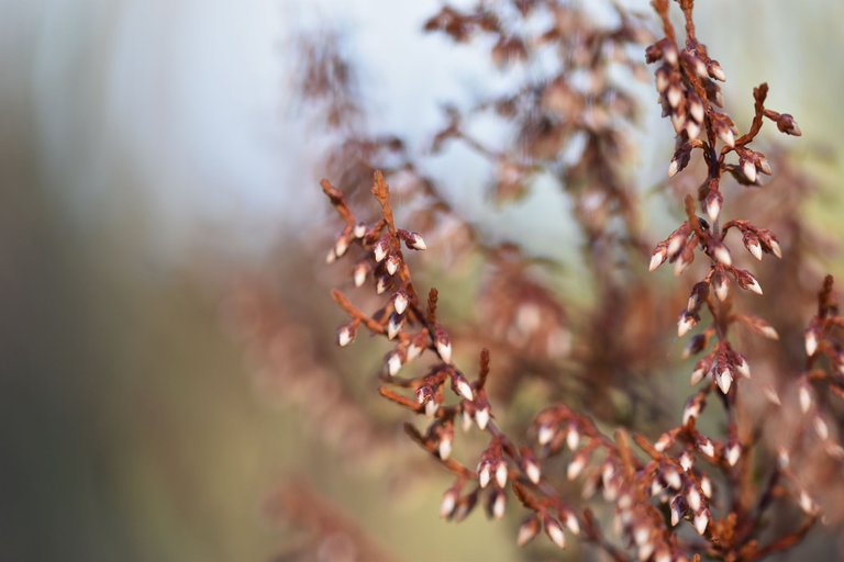 dry heather milk bokeh 8.jpg