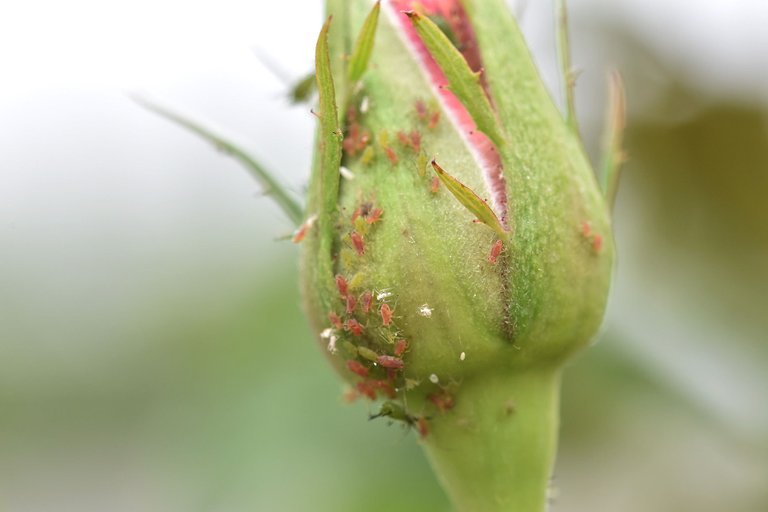 Aphid colony rose 9.jpg