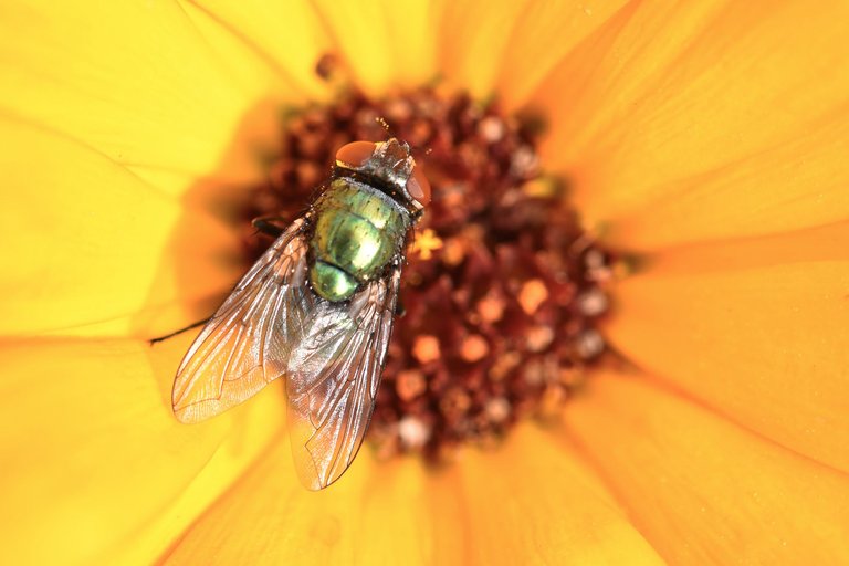 fly calendula 2.jpg