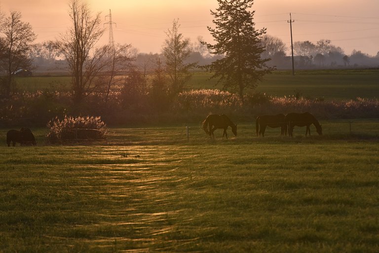 horses webs pl 3.jpg