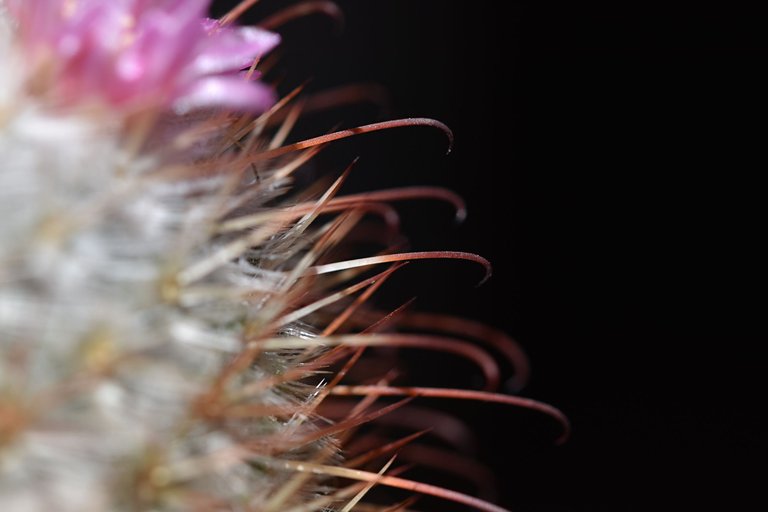 Mammillaria Bombycina 2025 4.jpg