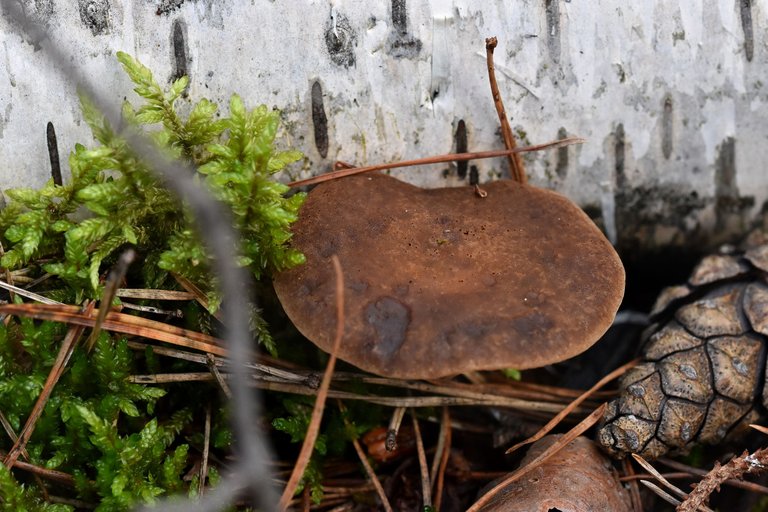 mushrooms birch pile 1.jpg