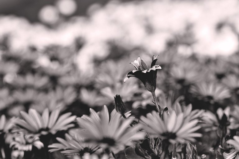 cape daisy bw 1.jpg