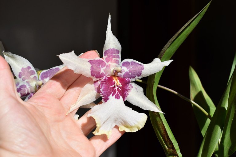 Beallara Tahoma Glacier 3.jpg