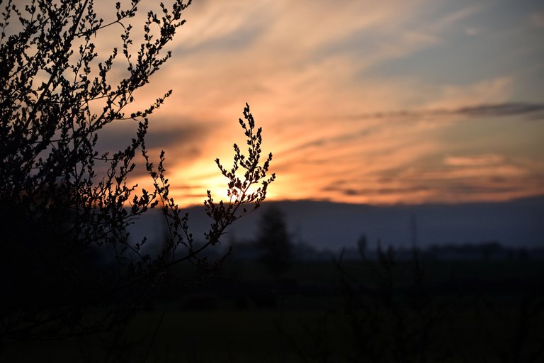 silhouette sunset pl 10.jpg