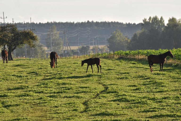 horses sunset pl 2.jpg