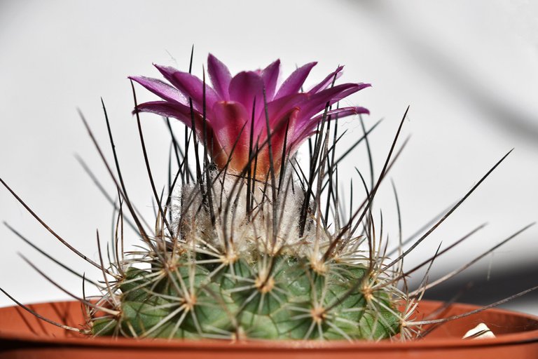 Turbinicarpus Viereckii 2022 9.jpg