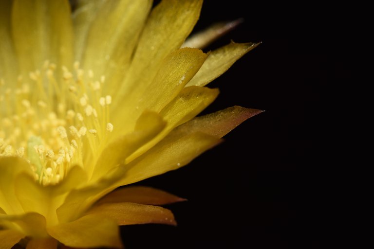 Lobivia Arachnacantha yellow 2021 9.jpg