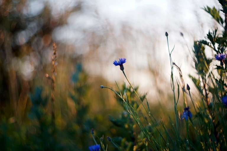 cornflower helios bokeh pl.jpg