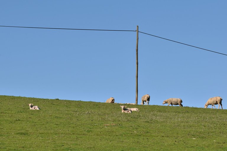 sheep countryside pt 5.jpg