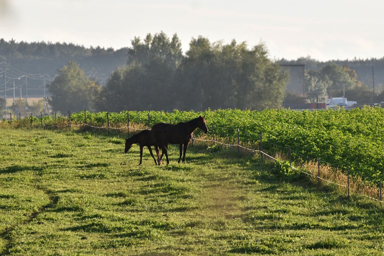 horses sunset pl 1.jpg