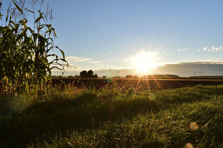 Autumn sunset cornfield 4.jpg