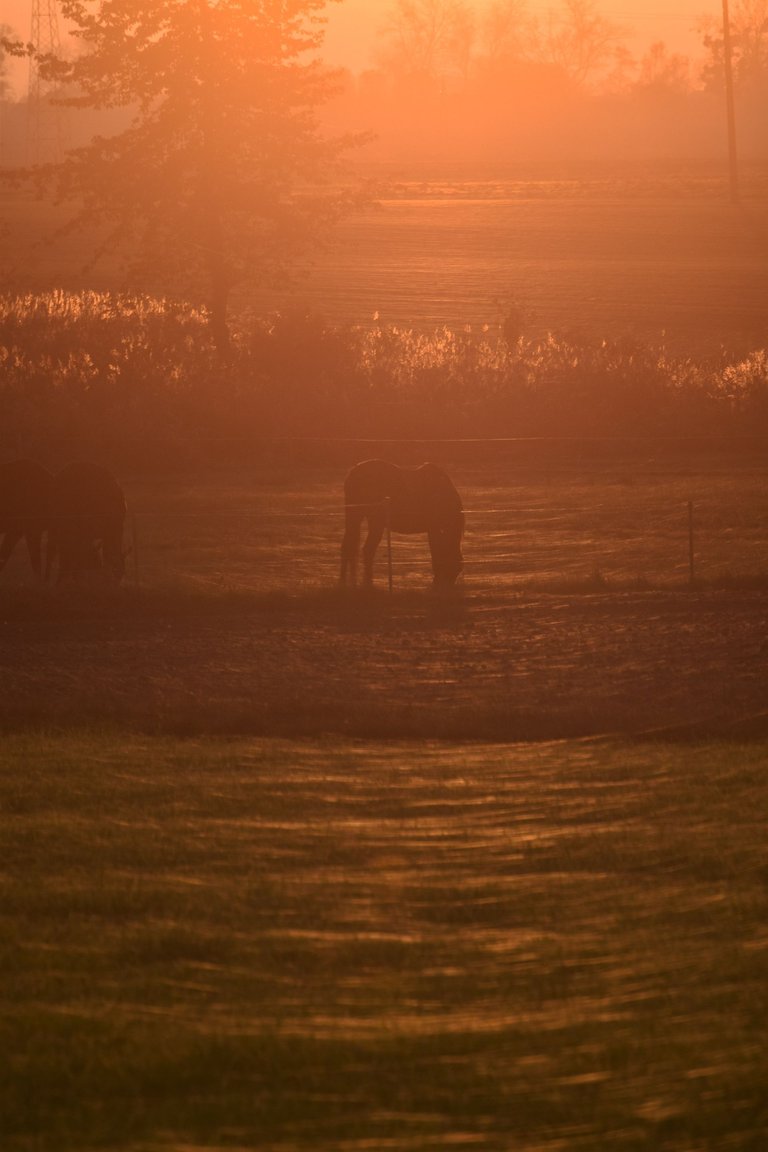 horses webs pl 10.jpg