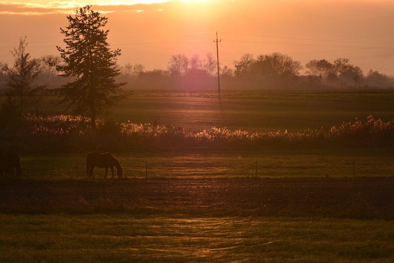 horses webs pl 13.jpg