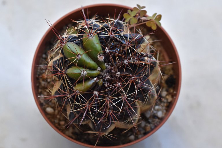 dead notocactus otonis 1.jpg