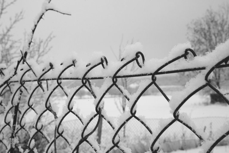 winter snow garden bw 6.jpg