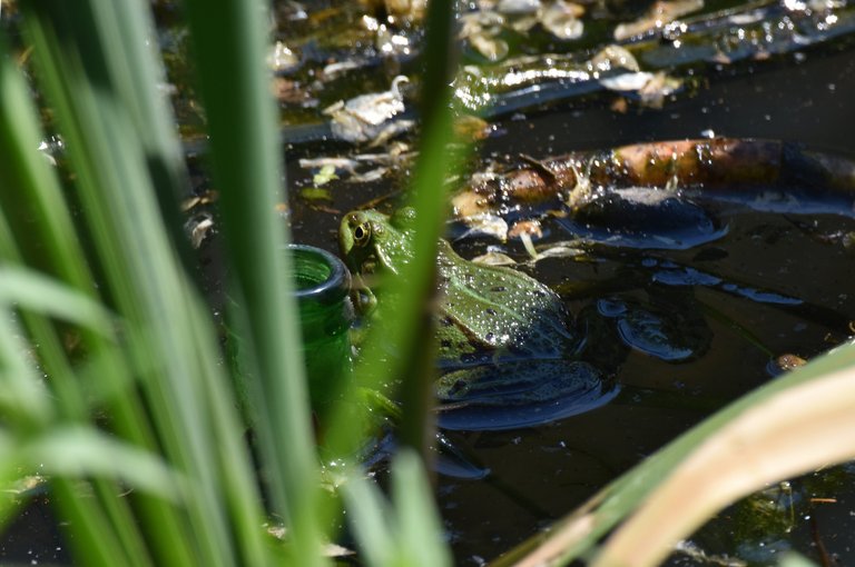 Frogs park pond 2.jpg