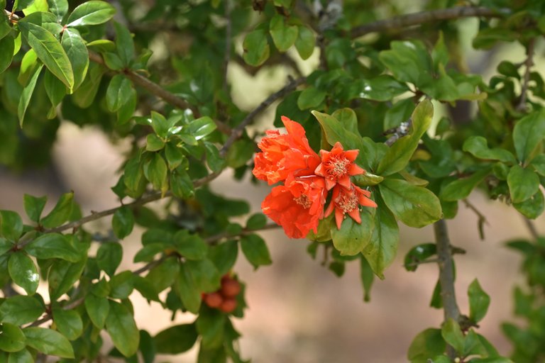 pomegranate flowers 1.jpg