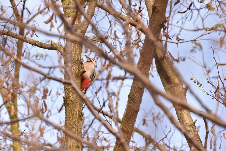 Great Spotted Woodpecker 4.jpg