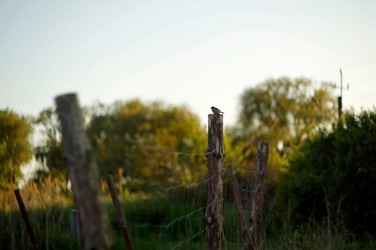 Sparrow fence.jpg