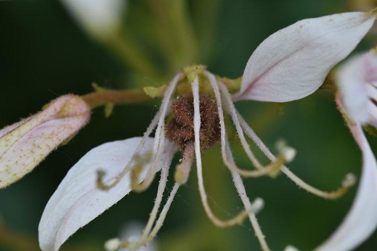 krzew mojżesza Dictamnus albus white 4.jpg