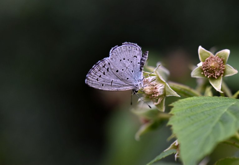 Small Blue Butterfly raspberry flower 5.jpg