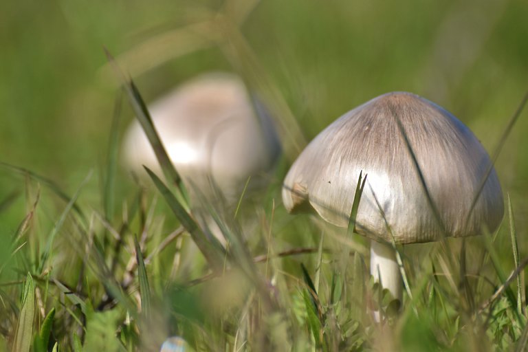 Silky white mushroom lawn 2.jpg