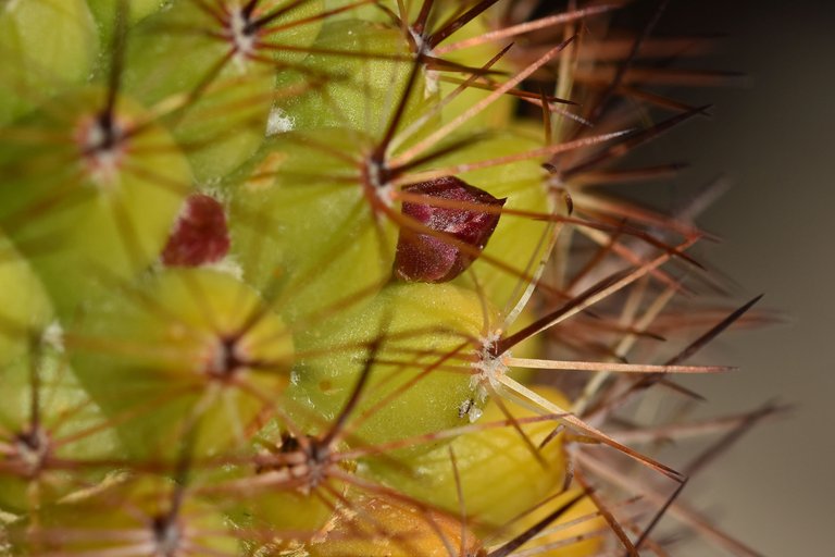 Mammillaria backebergiana 2021 buds.jpg