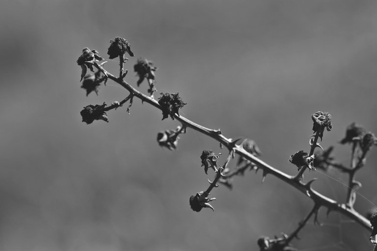drystuff blackberries bw 2.jpg