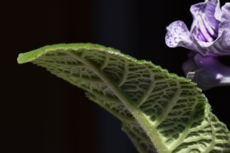 Streptocarpus light purple leaf 4.jpg