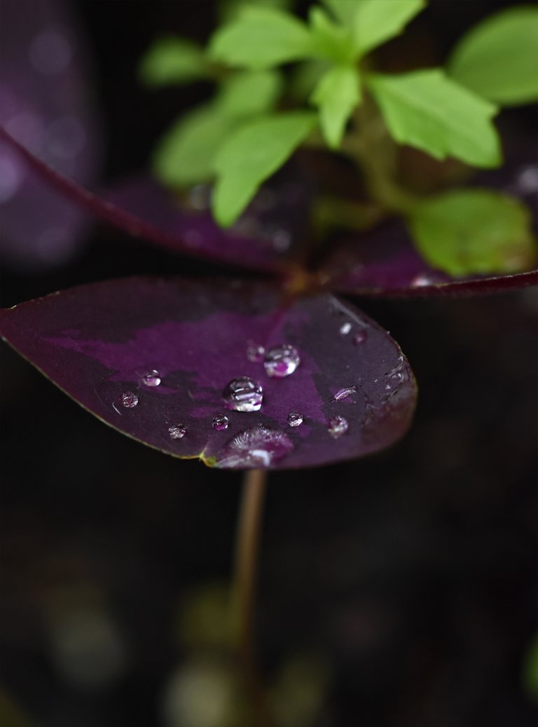 Oxalis triangularis leaf waterdrops 1.jpg