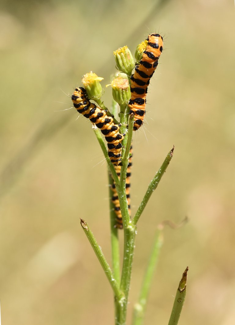 Cinnabar moth caterpillar 5.jpg