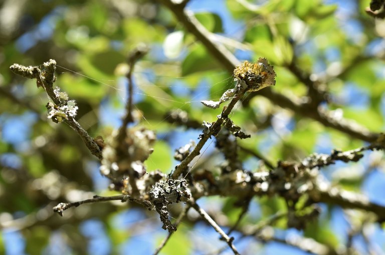 lichen twig 6.jpg