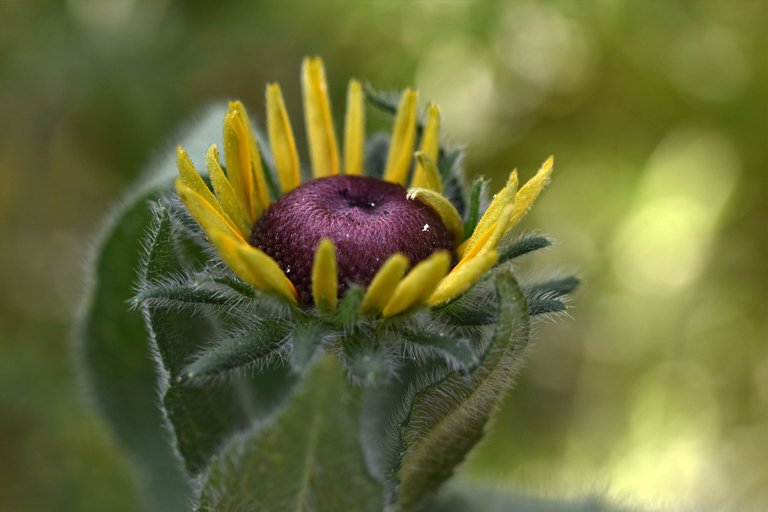 Rudbeckia hirta garden pl  4.jpg