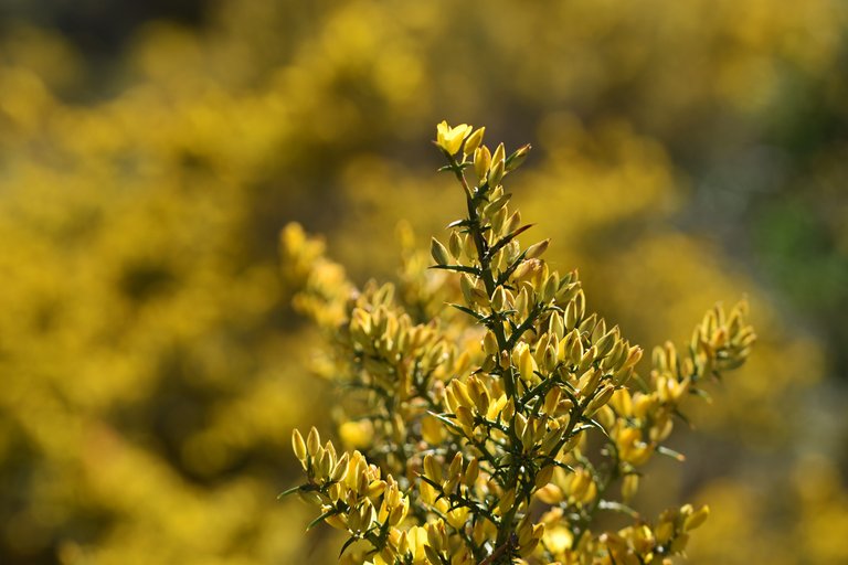 Ulex gorse bush flowers yellow.jpg