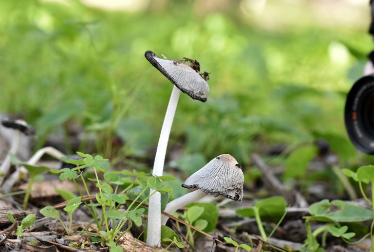 Coprinus lagopus ink cap park 2.jpg