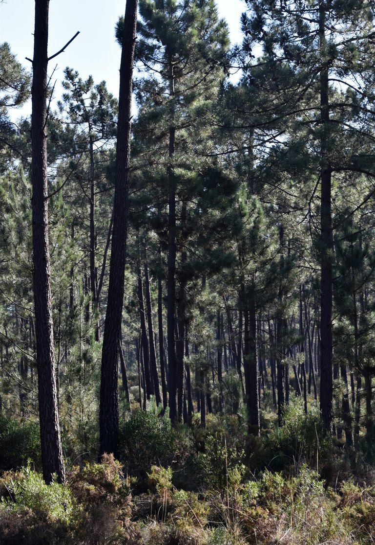 Verdizela woods.jpg