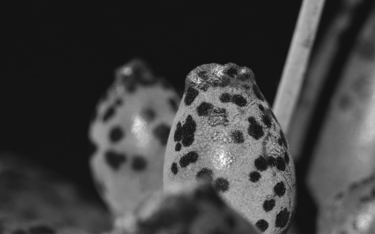 Adromischus festivus leaf bw 2.jpg