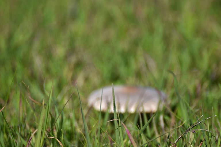 mushrooms wchool lawn white 2.jpg