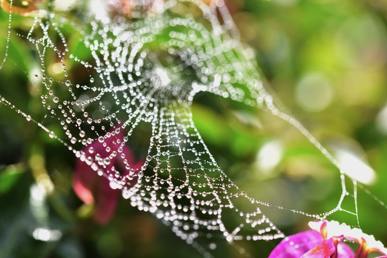 waterdrops spiderweb Bougainvillea 6.jpg