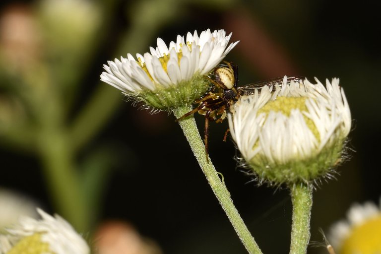 bugs white flower bush 8.jpg