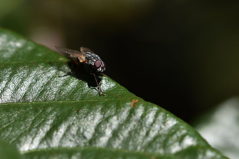 fly loquat leaf 2.jpg