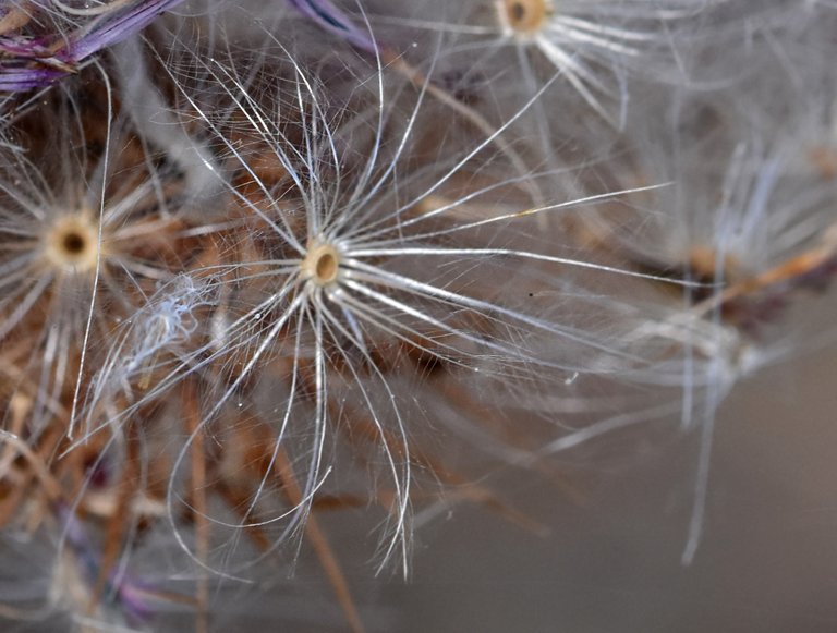 thistle fluffy seed pods 1.jpg